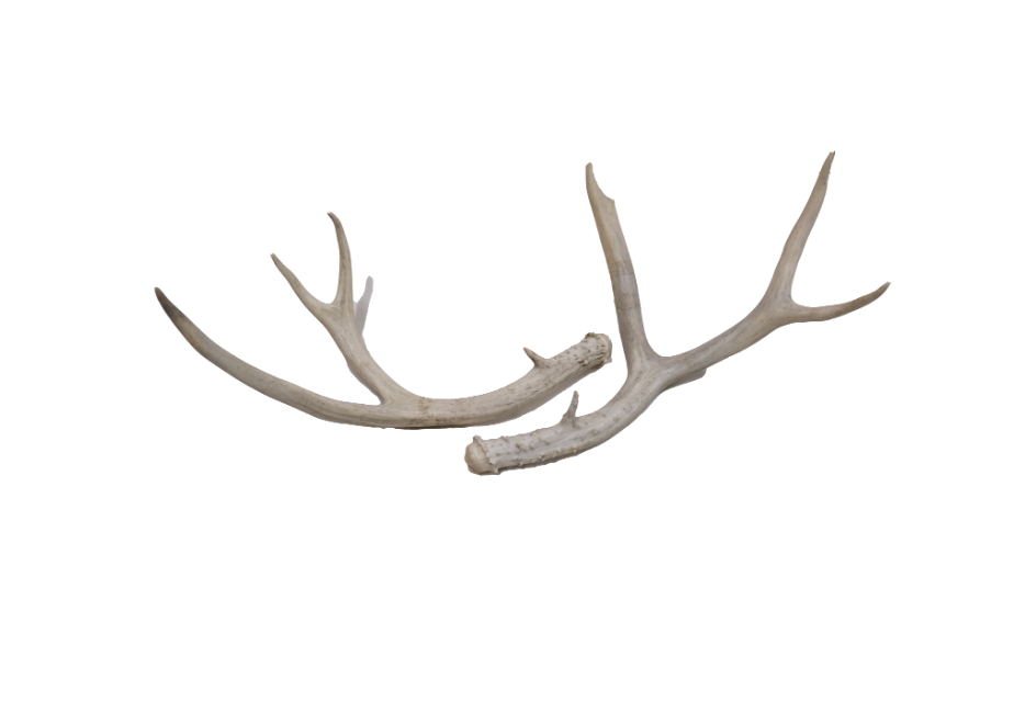 Antlers