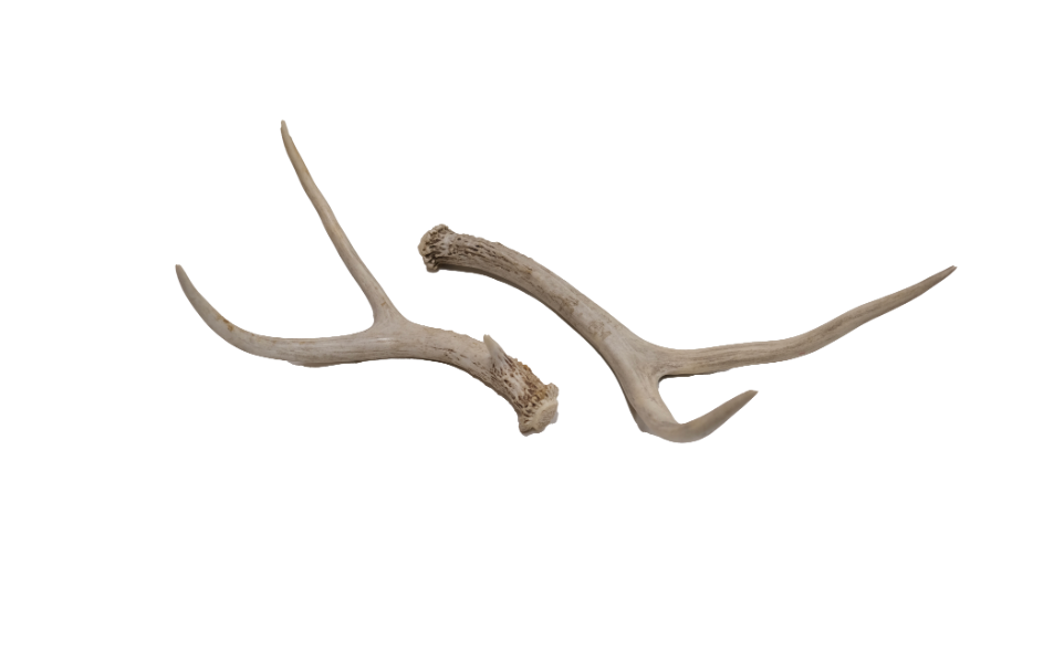 Antlers