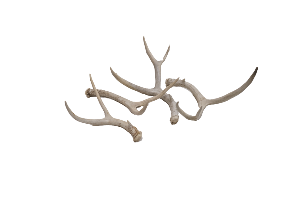 Antlers